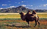 someones pet camel